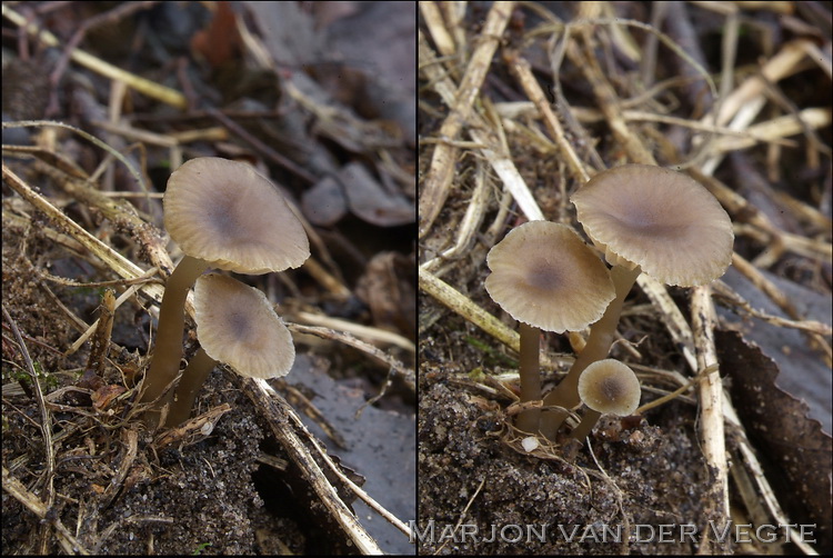 Streephoedgrauwkop - Lyophyllum striipileum